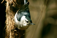 Woodpecker 1